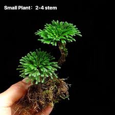 Image result for Selaginella tenerrima