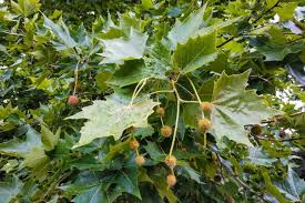 Image result for Platanus