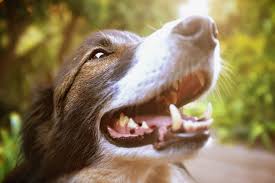 Here is everything you want to know about how professional dog dental cleaning works from a veterinarian's perspective… how much does dog dental cleaning cost? Anesthesia Free Teeth Cleaning For Dogs Cats Tomlinson S Feed