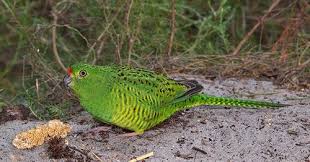 Australian Birds That Lay Eggs On The Ground Western Ground Parrot Pezoporus Flaviventris Papegaai Vogels
