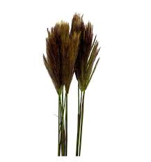 Image result for Chloris roxburghiana