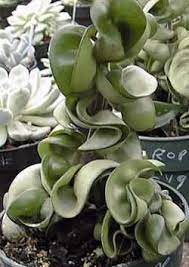 Pin On Bloemen En Planten