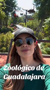 El Chango Del Zoo De Guadalajara