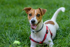 The jack russell is a sturdy, tough terrier, very much on its toes all the time. Jack Russell Terrier Charakter Haltung Pflege Rassebeschreibung