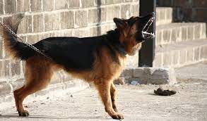 Don't be alarmed by this. German Shepherd Dog Barking Free Photo On Pixabay