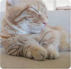 Pin By Skirmantė Valutienė On Gyvunai Cats Animals Google Photos