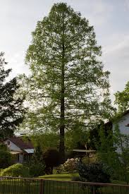 Bald cypress is not seen often in the northern landscape, per­haps due to the popularity of a similar looking tree, the dawn redwood (metasequoia glyptostroboides). Dawn Redwood Small Tree Seedling Sequoiatrees Com
