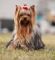 Teacup yorkie puppies for sale ,at danette teacup yorkie home get profitable sales with healthy puppies at affordable rates, we offer a 50% discount to any puppy purchased from us within this period, also shipping is available so feel free and safe to browse through our website for more details on our puppies. Las Vegas Yorkie Puppy Breeder Gorjesspets