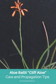 Image result for Aloe ballii