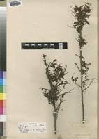 Image result for Aeschynomene nodulosa