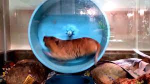 Handsome The Pet Gopher Youtube