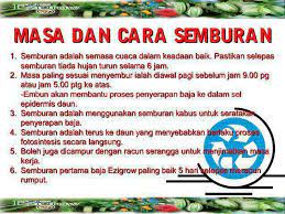 Mempercepat proses pengeluaran buah dan tumbesaran pokok. Cara Cara Menggunakan Baja Ezigrow Kota Kuala Muda Facebook