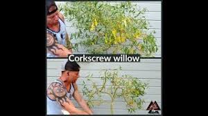 Bad branches a bonsai how to better bonsai. Corkscrew Willow Pre Bonsai Youtube