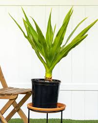 Image result for Crinum jasonii