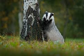Which Animals Are Nocturnal Worldatlas