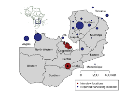 Image result for Brachycorythis friesii