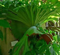 Image result for Platycerium stemaria