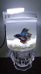 The paradise betta is also known as a siamese fighting fish. Betta Paradise Aquarium Accessories Home Facebook