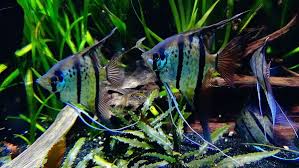 Do Tropical Fish Need A Heater Filter And Light Pethelpful By Fellow Animal Lovers And Experts