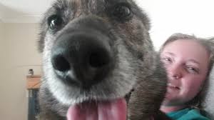 My beloved beetle after 6months restoration