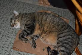 Both have unusual fur (although the devon's is a bit less curly than the cornish's), big eyes and — you guessed it — outstanding ears. Fat Cat Skinny Cat How I Got My Overweight Cat To Lose Weight Joanna Volavka