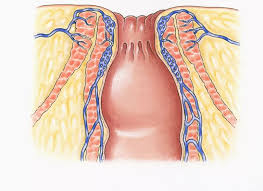 It primarily consists of skeletal, smooth and the muscular system is an organ system, involved majorly in the movement of the body. What S The Strongest Muscle In The Human Body Quora