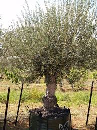 Olive Nursery Information