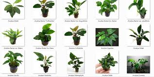 Bahkan, bisa saja membuat tanaman aquascape dalam akuarium anda mati karena tidak bisa tumbuh. Jenis Anubias Tanaman Aquascape Langka Dan Cara Mempercepat Pertumbuhannya Faunadanflora Com