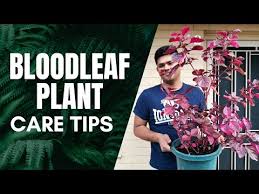 Image result for Iresine herbstii