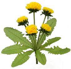 Dandelion Plant Artificial Plants