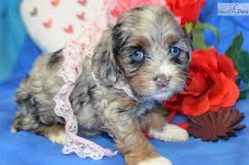 They get the intelligence of the poodle, and the sturdiness of the cocker. Blue Merle Cockapoo Puppies For Sale Off 72 Www Usushimd Com