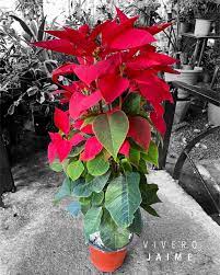 La poinsettia o flor de Pascua es la planta estrella de la Navidad. Son sus  hojas rojas las que han convertido a esta planta en esencial para decorar  la mesa de Navidad