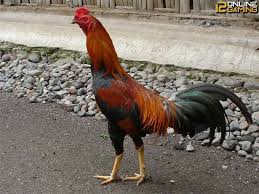 Keunggulan Dan Kelemahan Ayam Suro Rembes ไก