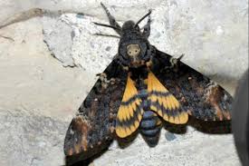 Translation matrix for sphinx tête de mort: Acherontia Atropos Sphinx Tete De Mort Le Monde Des Insectes