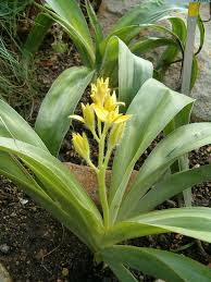 Image result for Hypoxis urceolata