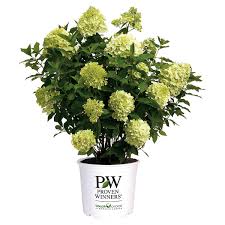 I went to meet with the florist that works there for a special order a couple months. Pw Hydrangea Limelight Costco