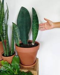 We're thrilled to have it in stock for a limited time only! 10 Best Whale Fin Snake Plant Ideas Snake Plant Sansevieria Sansevieria Plant