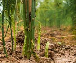 Image result for Asparagus nodulosus