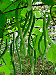 Bush type plant produces heavy yields of very flavorful straight 5 ½ long by ½ wide green beans. Fall Beans Are Best