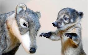 Mabelmoments Mac An Orphaned Coatimundi Is Hand Reared And Prepared For Life With His Real Family With The Help Of A Baby Animals Animals Animal Pictures