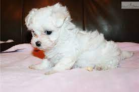 We did not find results for: Tiny Akc Girl Maltese Puppy Maltese Puppies For Sale Teacup Puppies Maltese