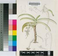 Image result for Cyrtorchis praetermissa