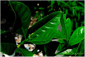 Image result for Gardenia transvenulosa