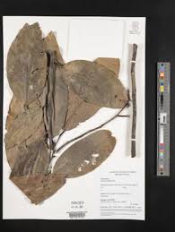 Image result for Xylopia wilwerthii