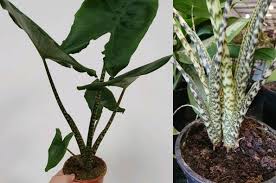 Macropetala, lauterbach 2001 and 2835. Alocasia Kris Plant Elephant Ear Our House Plants