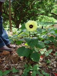 Image result for Hibiscus calyphyllus