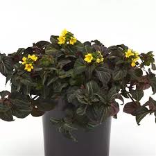 Image result for Lysimachia