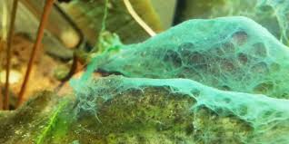 A clean, pristine prism of water can quickly become a green swamp, and once algae takes hold it is hard to get rid of. How To Kill Blue Green Algae Cyanobacteria In Freshwater Aquarium