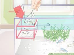 How To Take Care Of Molly Fry With Pictures Wikihow