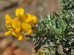 Image result for Adenocarpus mannii